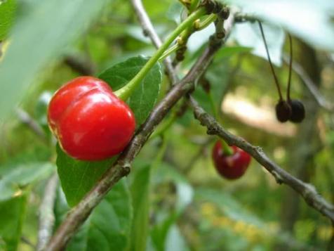 Picking: Sour Cherries