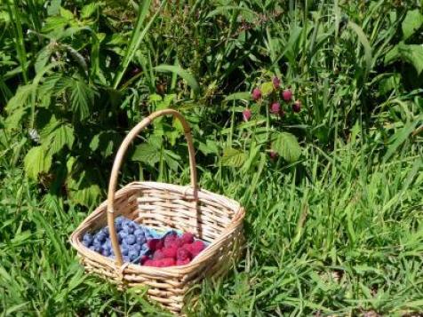 Picking: Blueberries and Raspberries