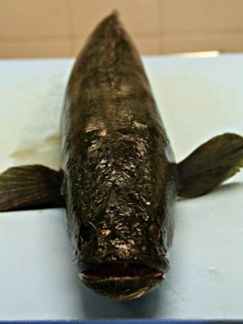 cooked snakehead