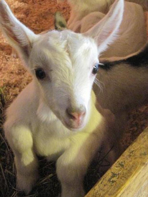 Baby Goat - The Fabulous Beekman Boys