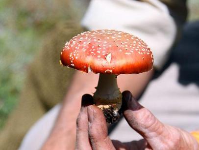 How to Eat a Poisonous Mushroom, Devour