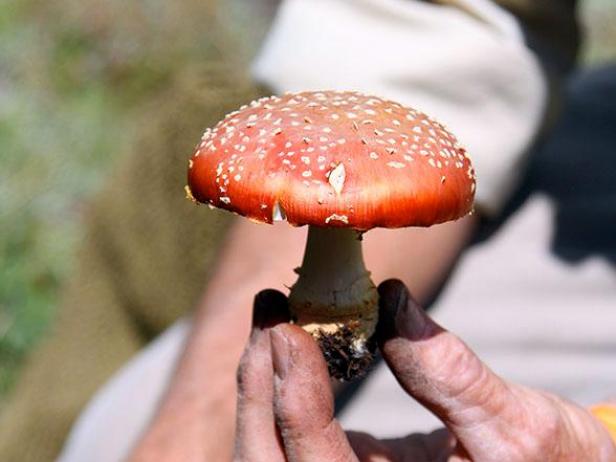 mushroom poisonous devour muscaria amanita