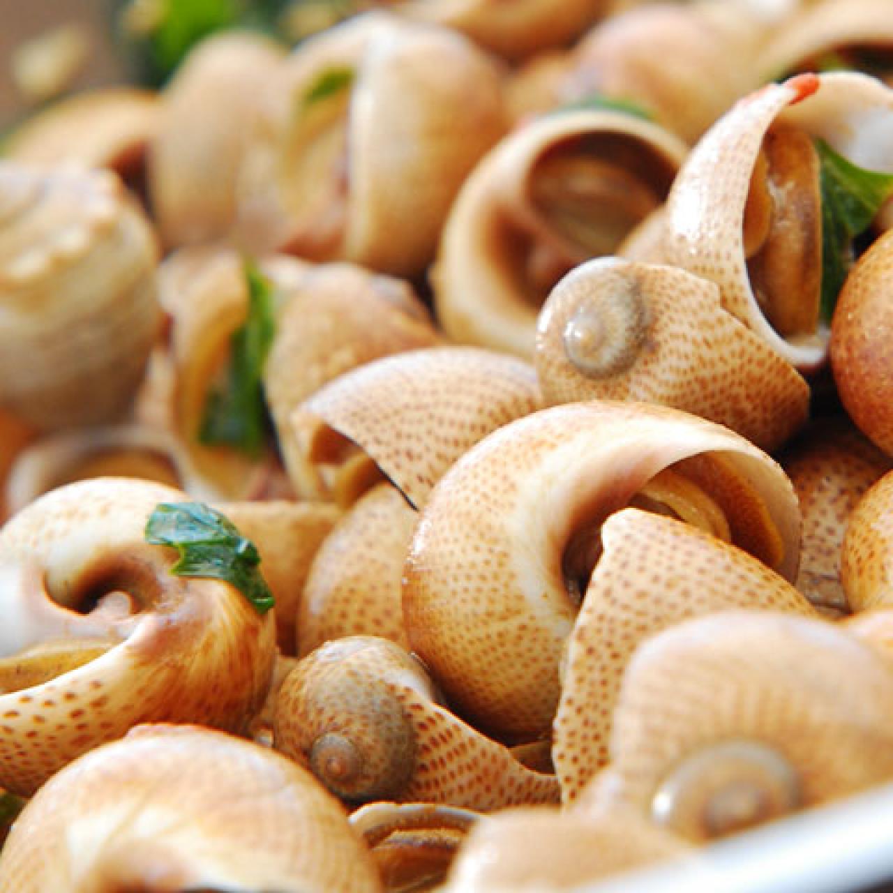 sea snails without shells