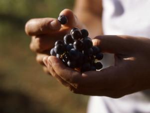 grapes from vineyards of chianti