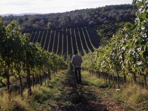 david rocco visits vineyards of chianti
