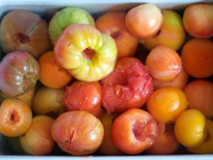 Tomato_Canning-Blanched_s4x3