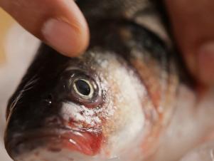 Look for Bright, Clear Eyes on a Fresh Fish