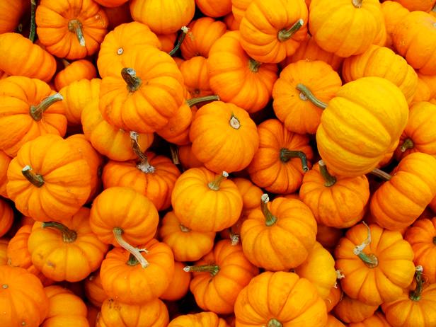 Large collection of small pumpkins at a market.
