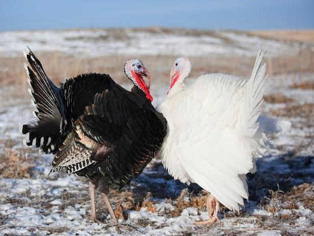 Turkeys in winter field