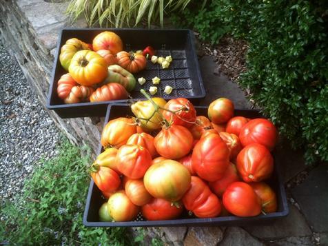 52 Weeks Fresh: Prepping for Tomato Bounty