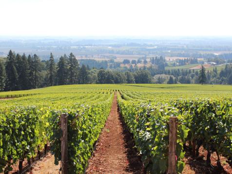 Behind the Wine: It's Harvest Season in Oregon