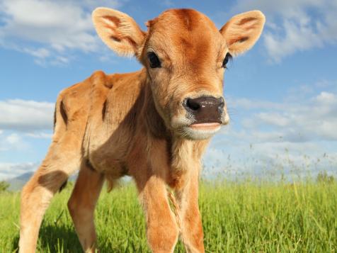 7 Cutest Farm Animals | Devour | Cooking Channel