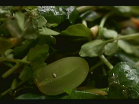 Watercress Salad