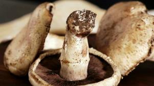 Cleaning and Storing Mushrooms