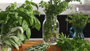 How to Buy and Store Herbs