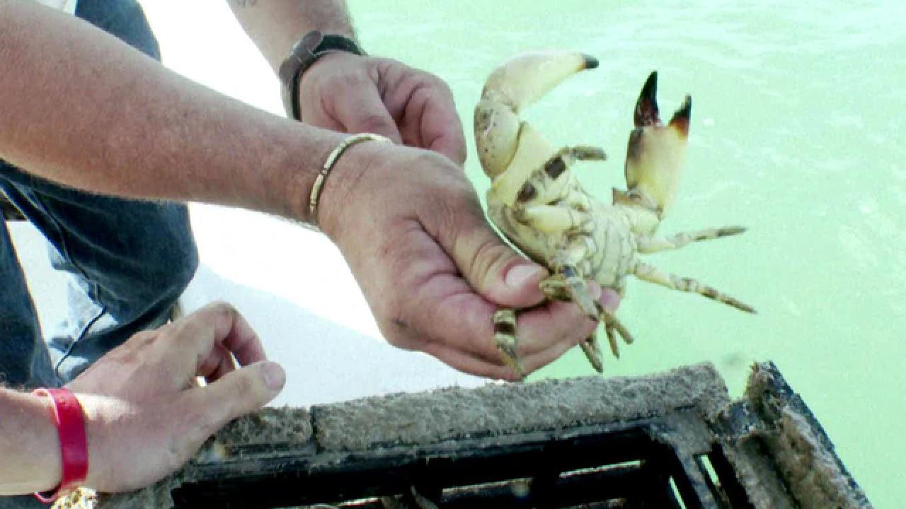 Everglades City Stone Crab