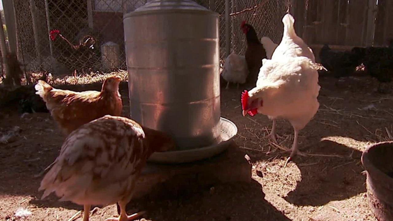 Visiting the Chicken Farm